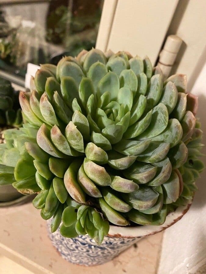 Echeveria elegante 12