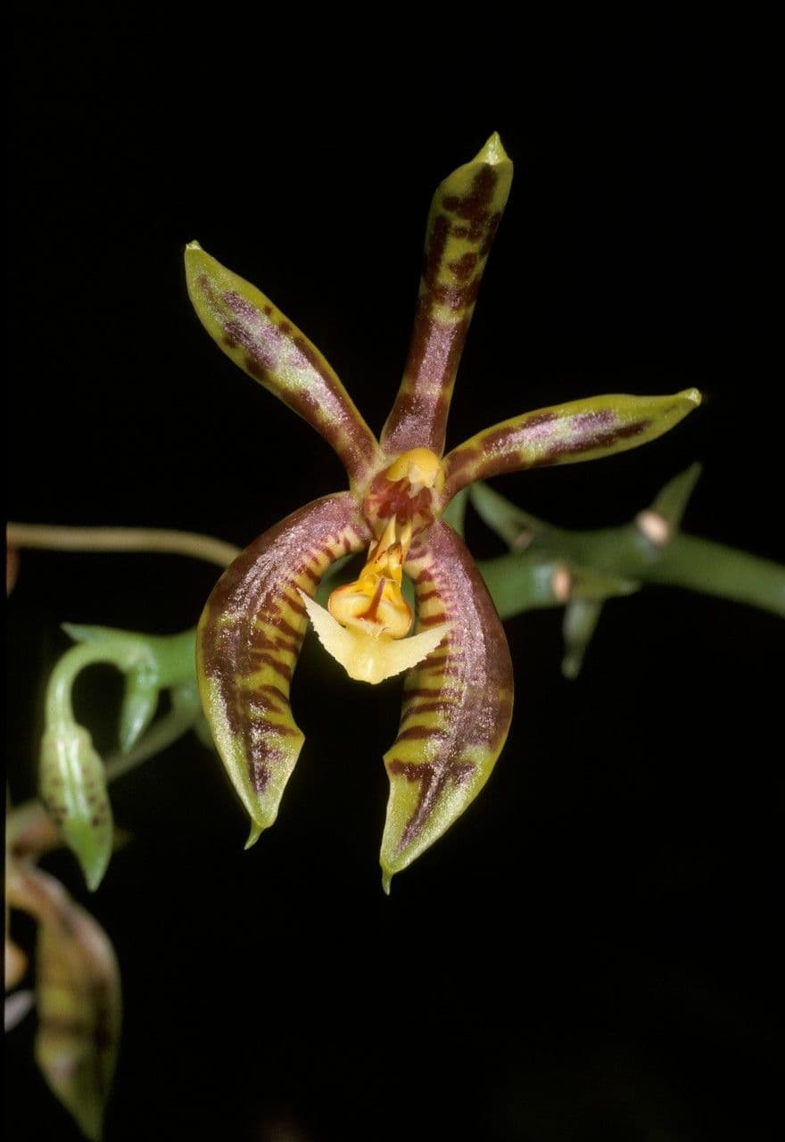 Phalaenopsis di Mann 2