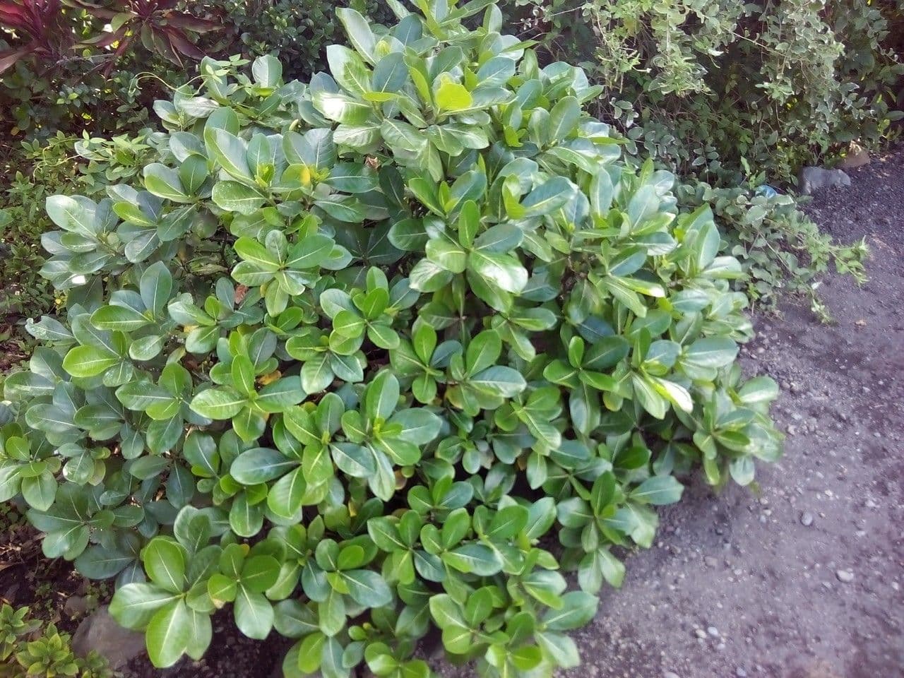 Gardenia tahitańska 9