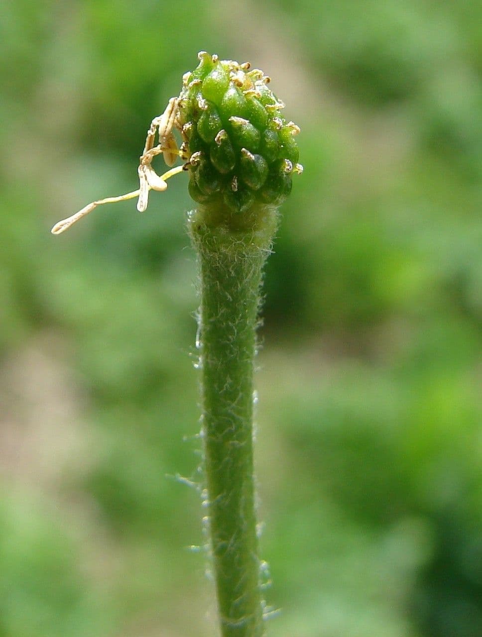 Jaskier Küpfera 5