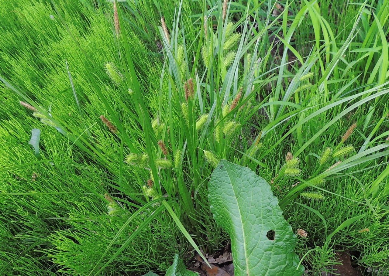 Igel-Segge 13