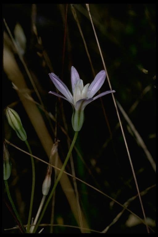 Brodiaea bledá 2