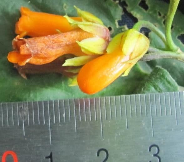 Besleria laxiflora 3