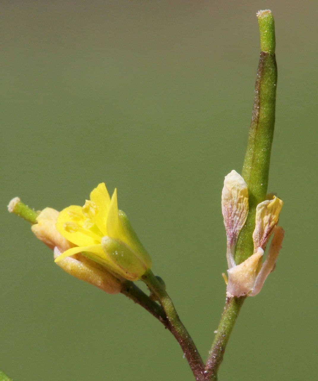 Erba moscatella 8