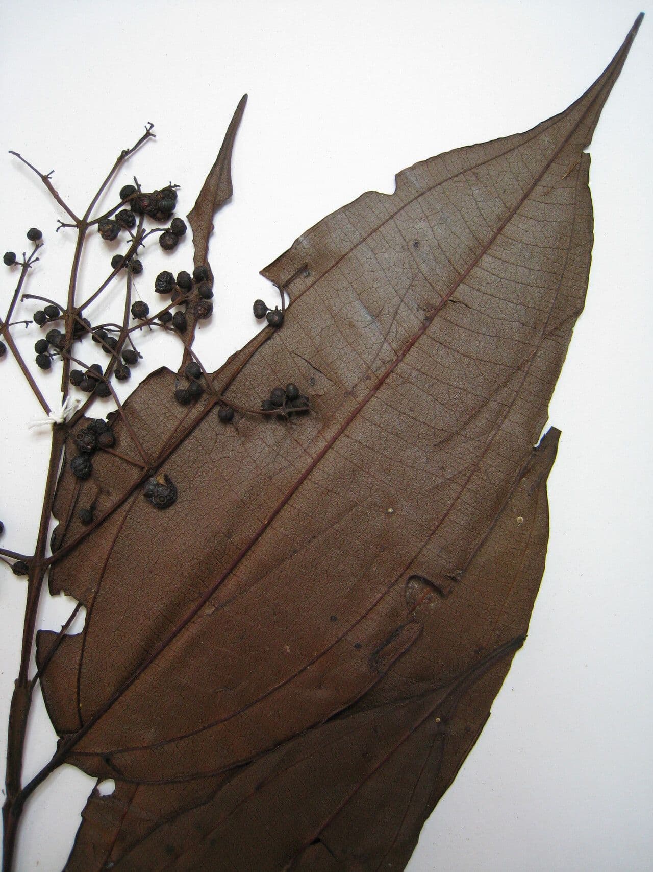 Miconia 2