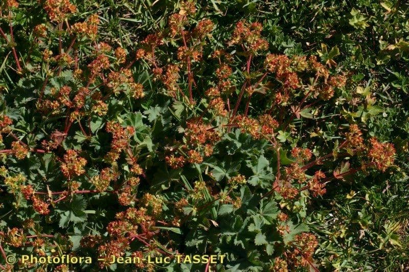 Alchemilla 6