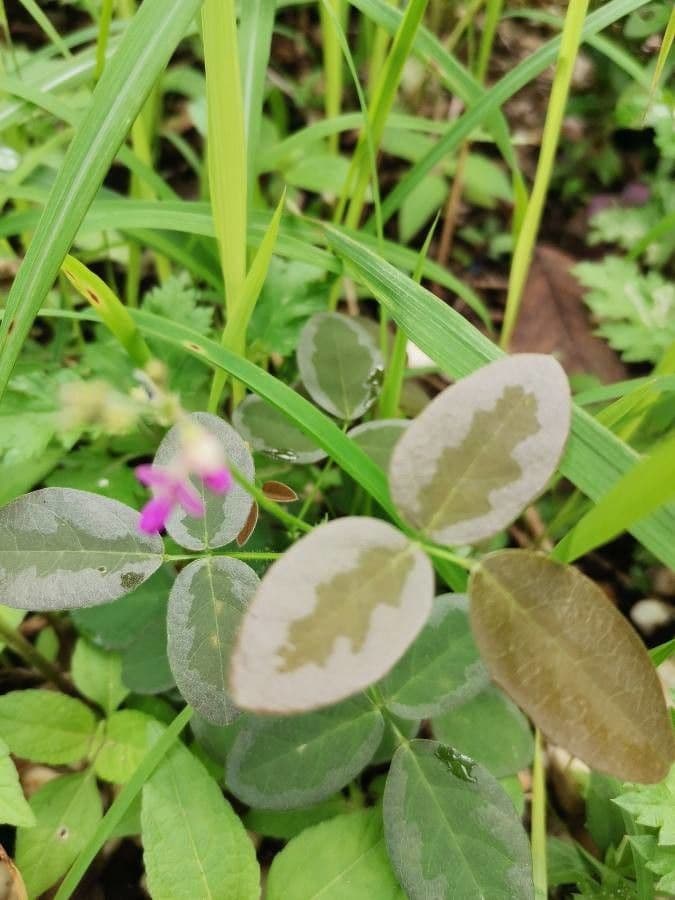 Desmodium paniculatum 20