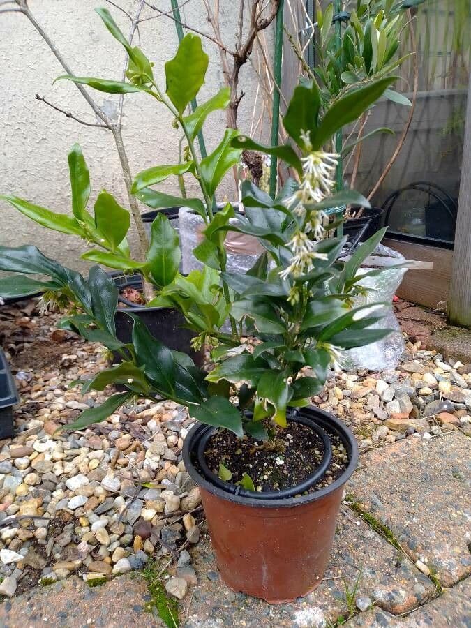 Sarcococca orientale 10