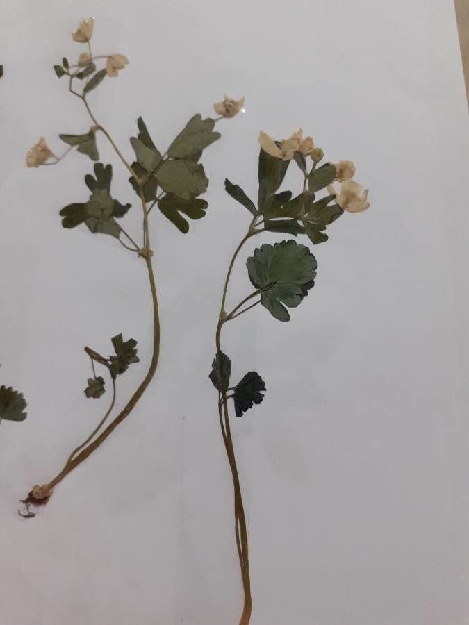 Glockenblume 17