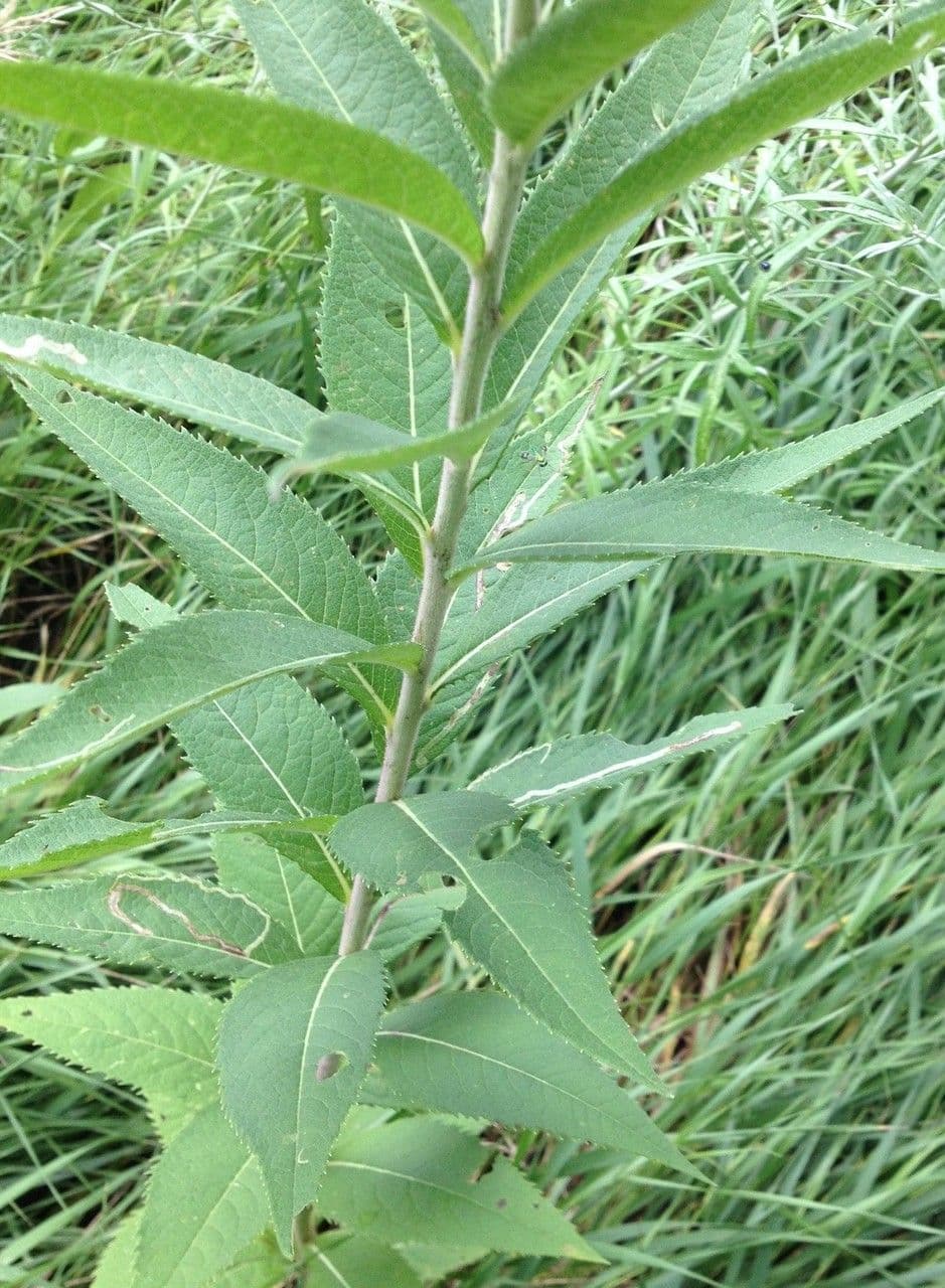 Vernonia di Baldwin 18