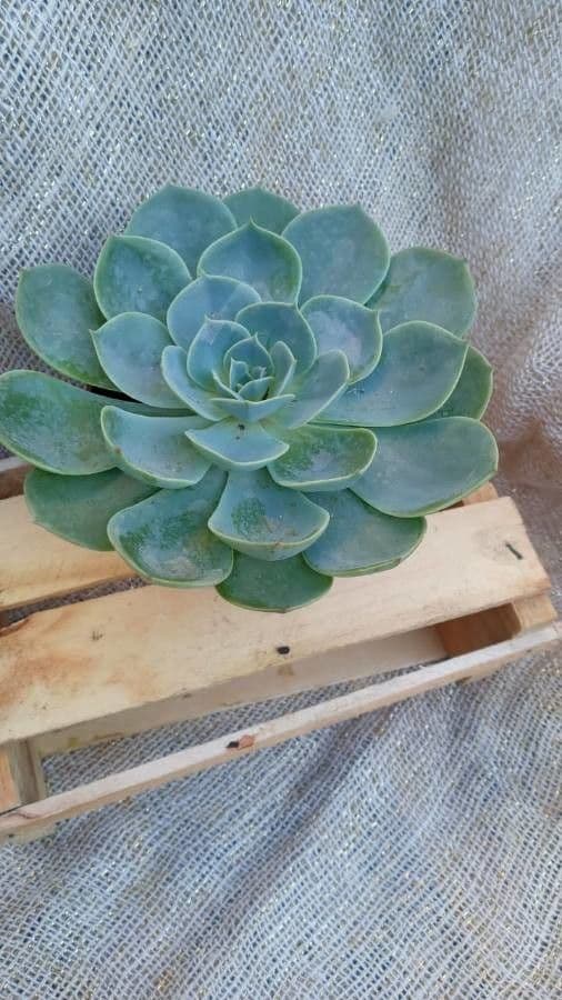 Echeveria