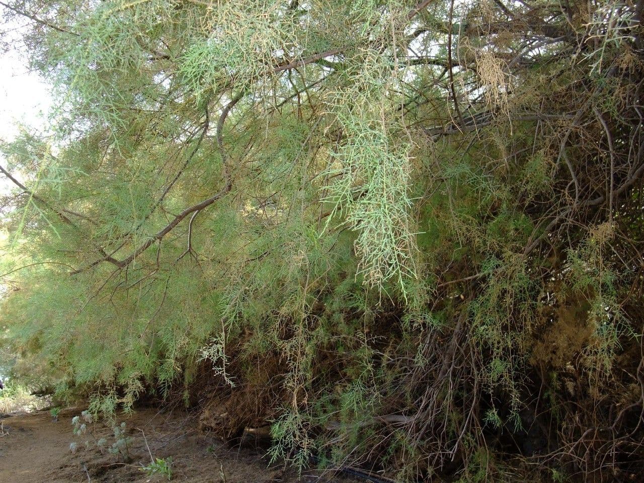 Kanaren-Tamarisk 15