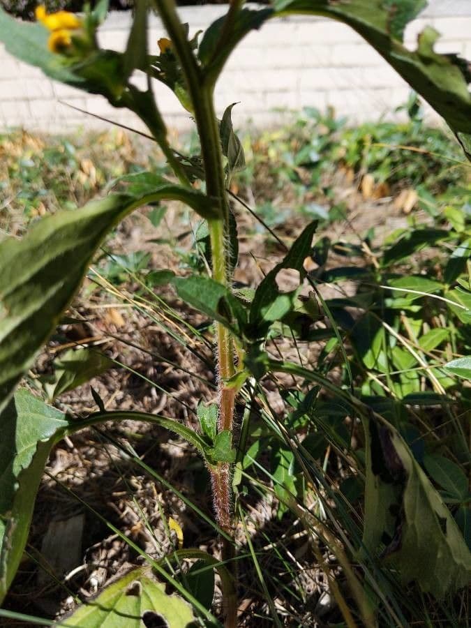 Rudbekia srstnatá 25