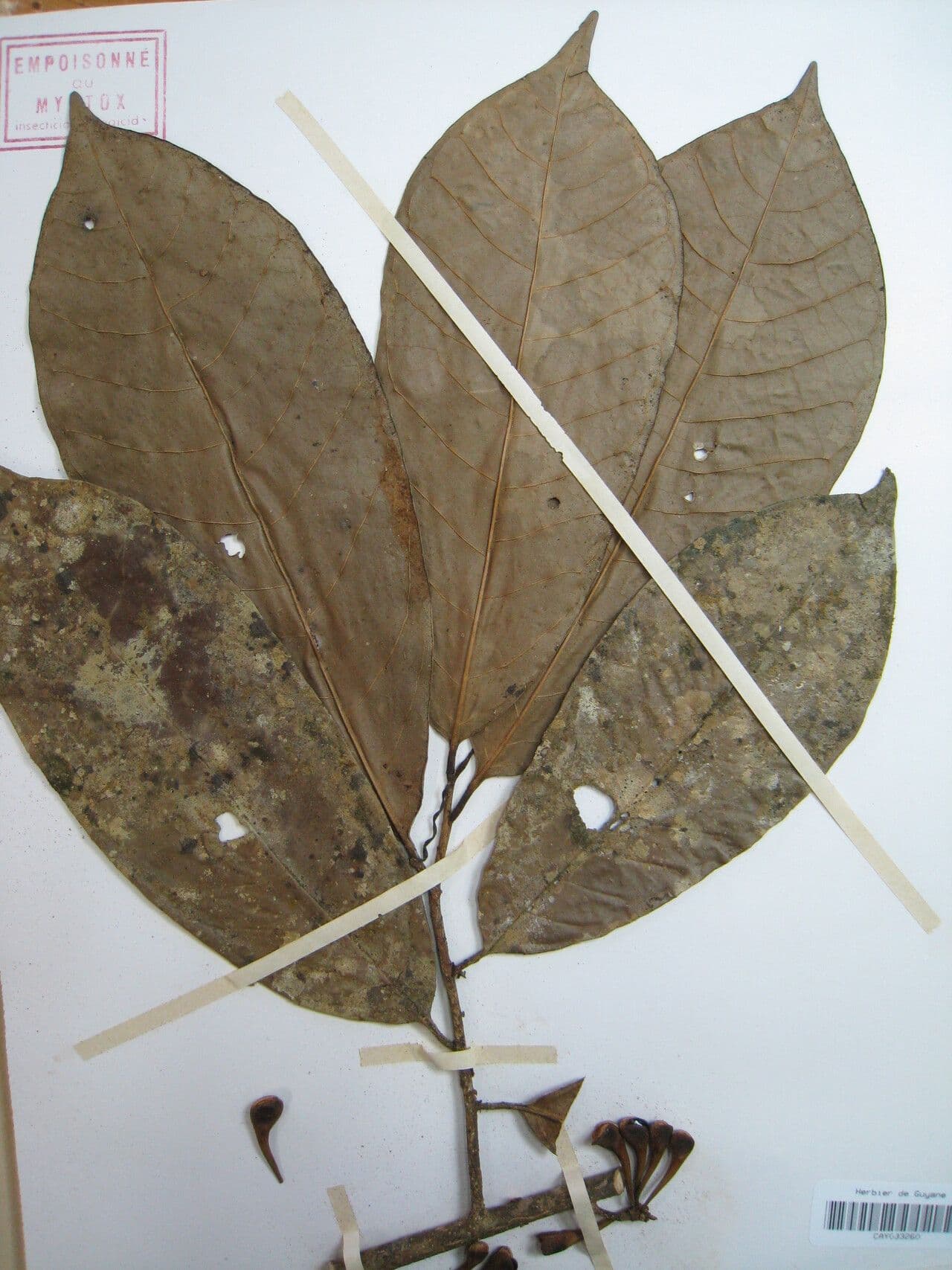 Anaxagorea 14