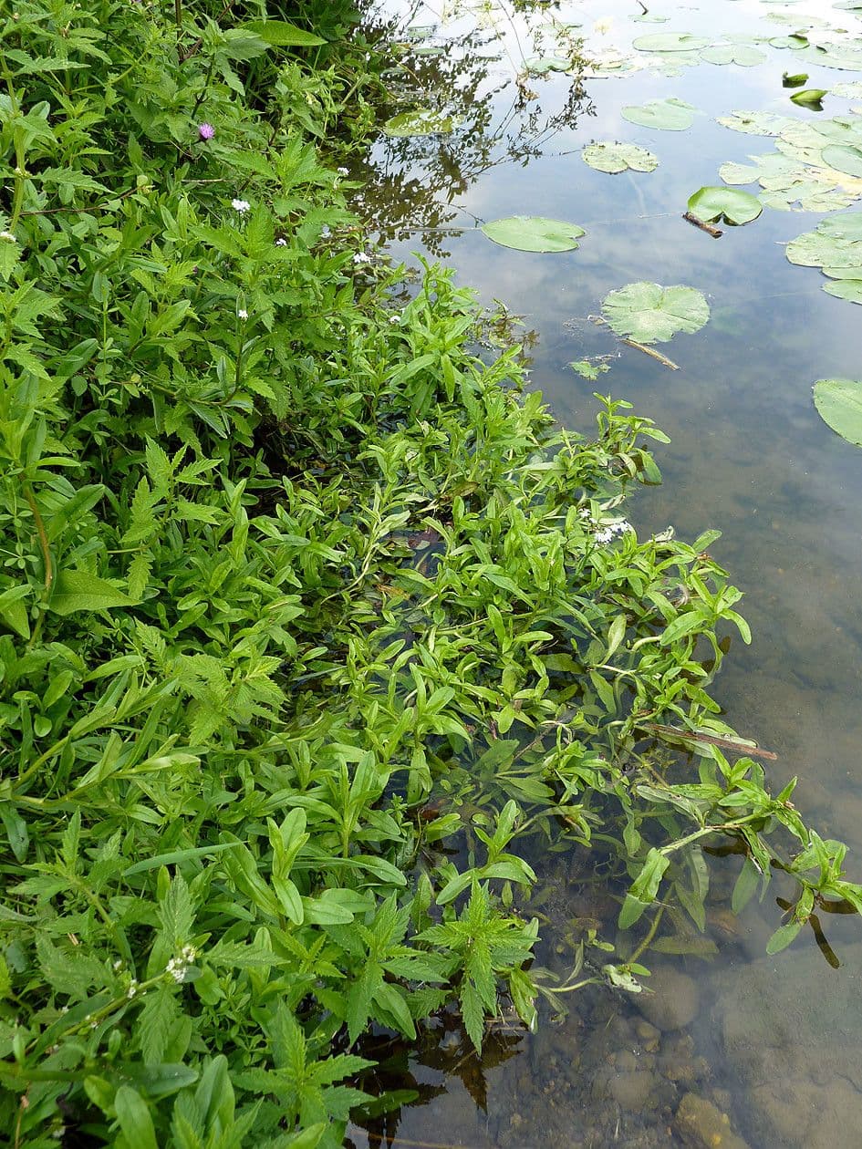 Miosotis de los bosques 10