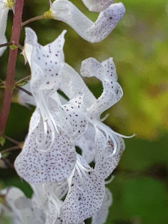 Plectranthus 4