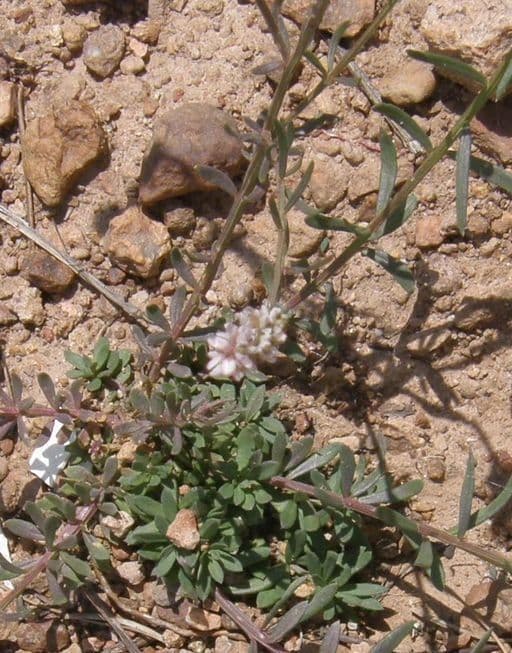 Polygale blanc 6