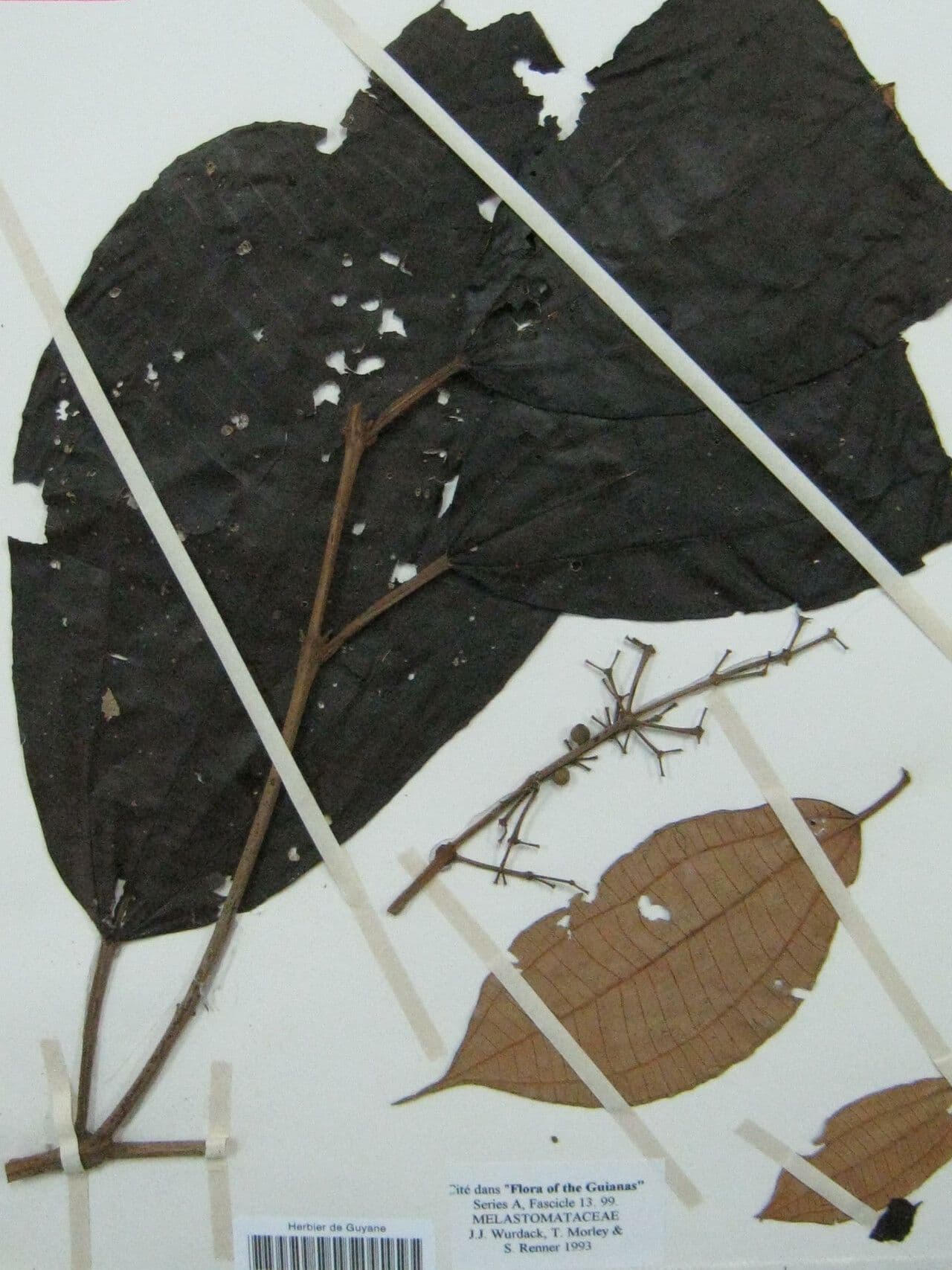 Miconia 2