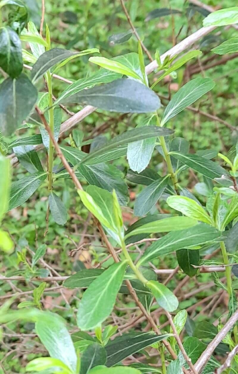 Escallonia 2