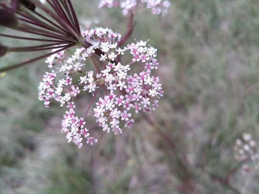 Seseli annuum 10