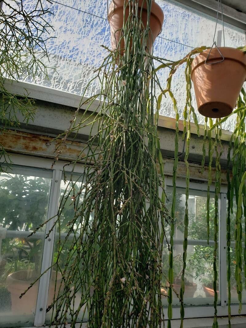 Rhipsalis 3
