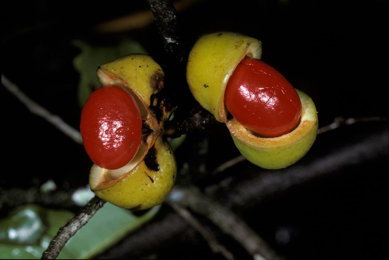 Iryanthera 2