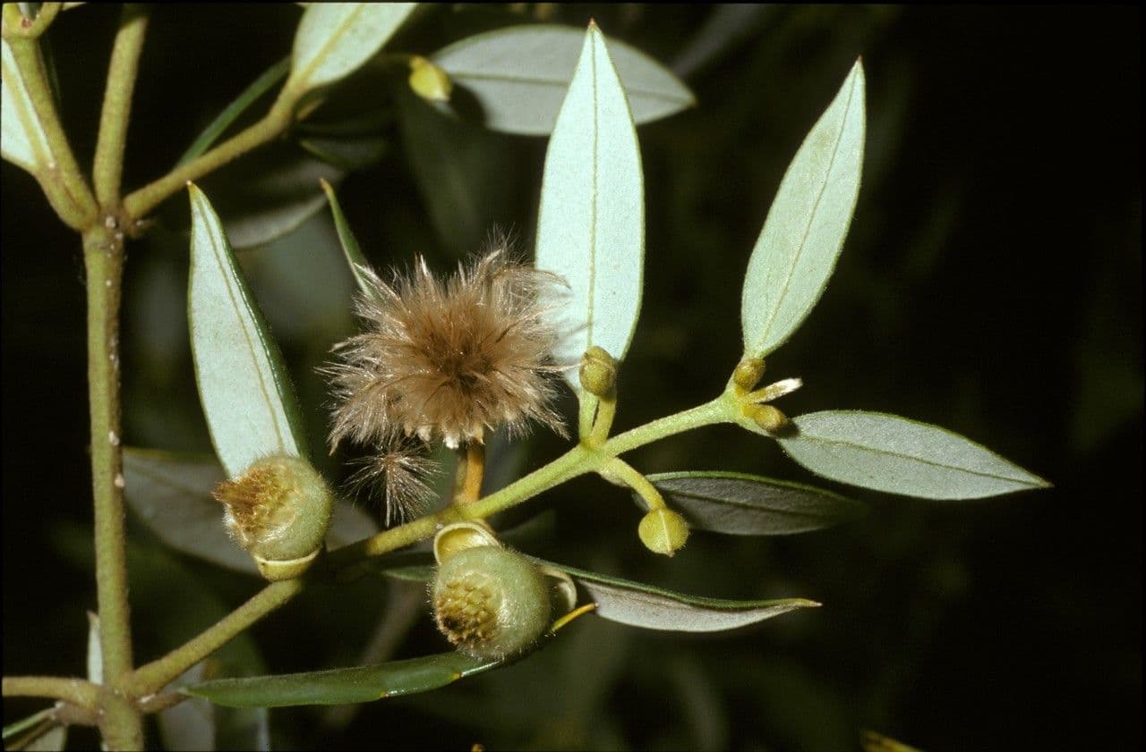Atherosperma moschatum