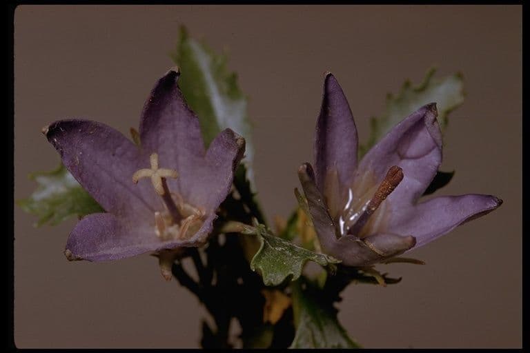 Campanula di Piper