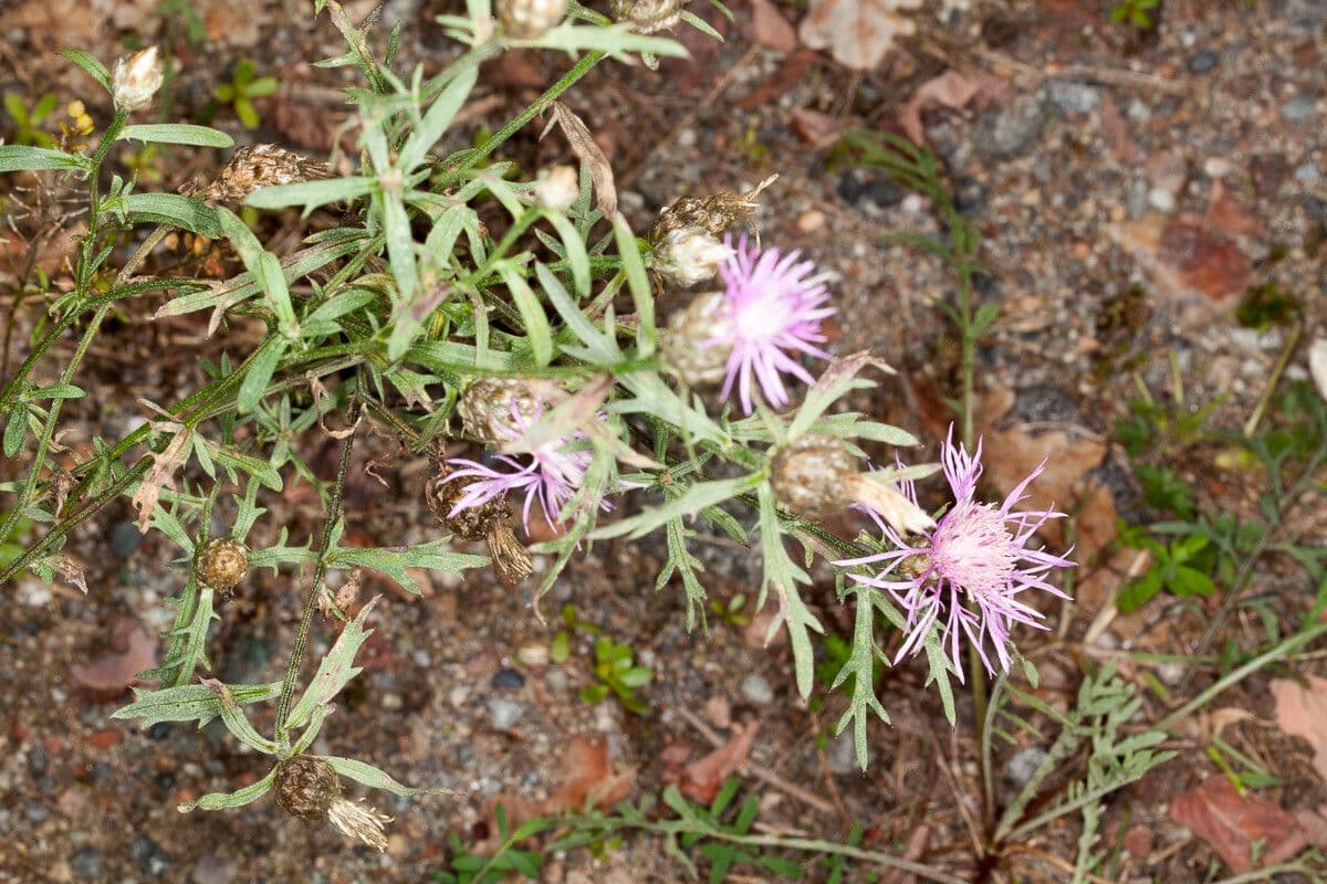 Centaurea 6