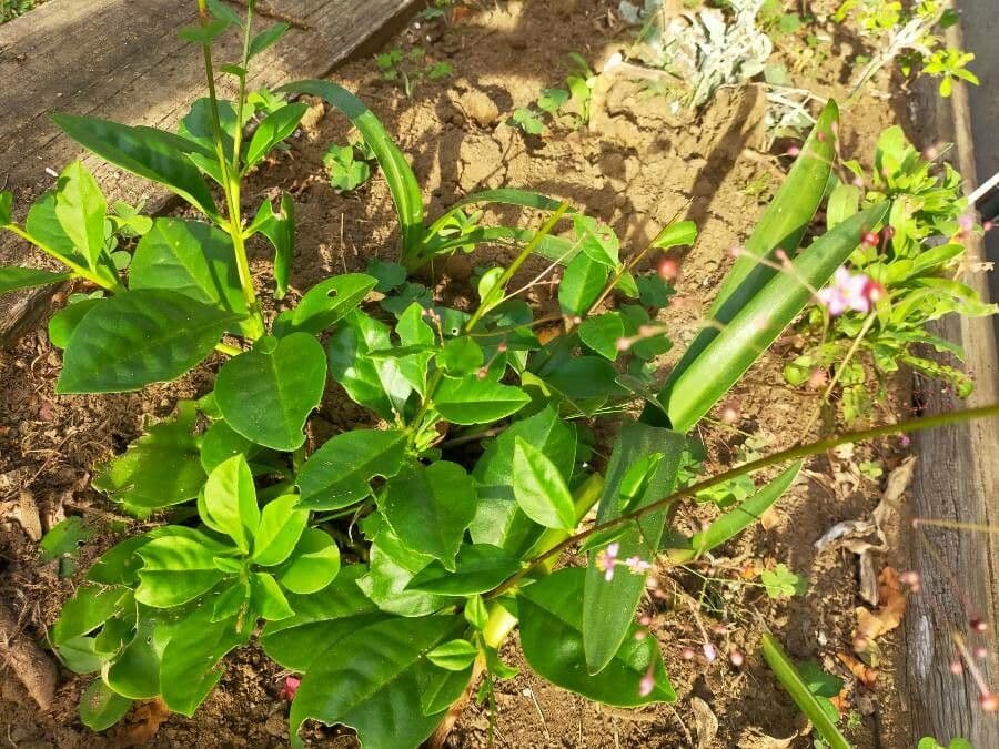 Talinum paniculatum 14