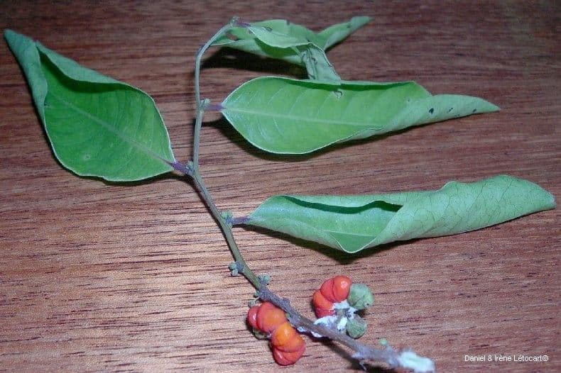 Phyllanthus 12