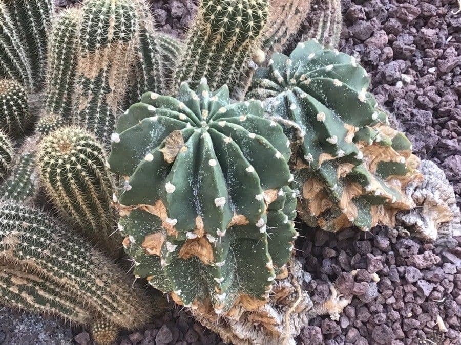 Echinopsis 2