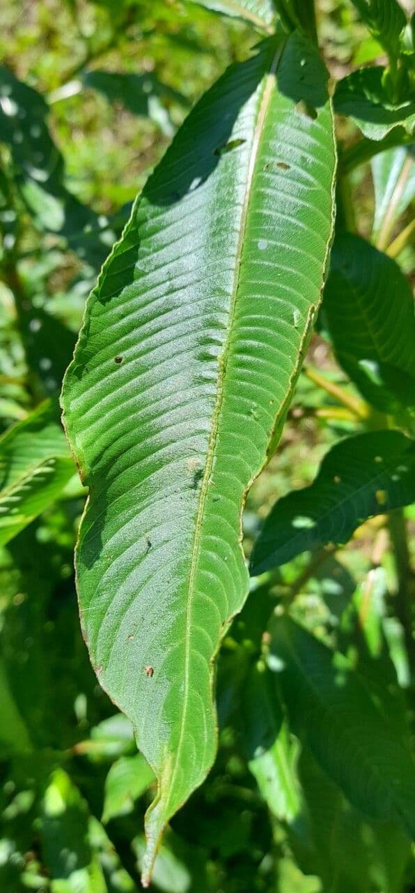 Ludwigia elegans 8