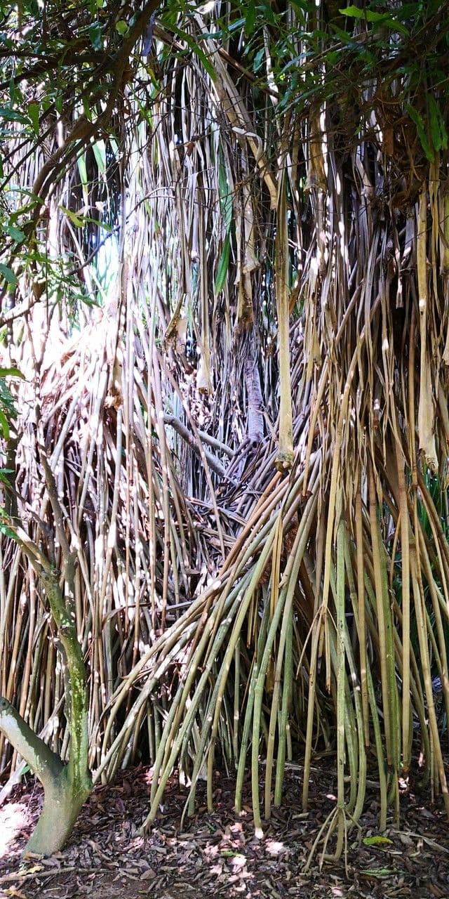 Pandanus 6