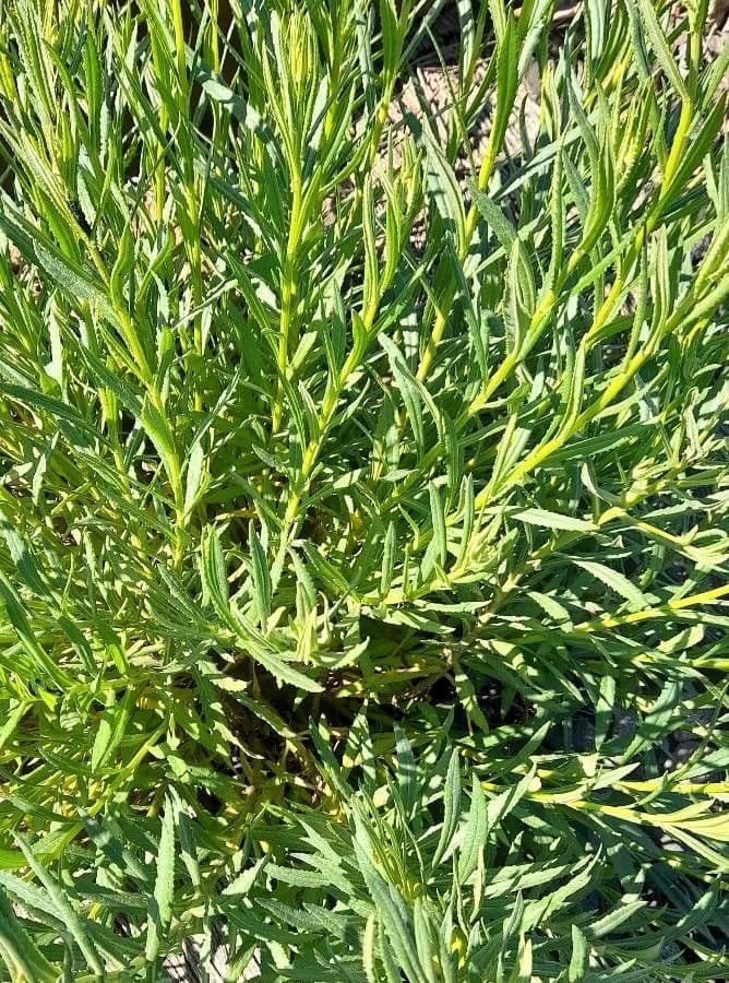 Senecio pterophorus 14