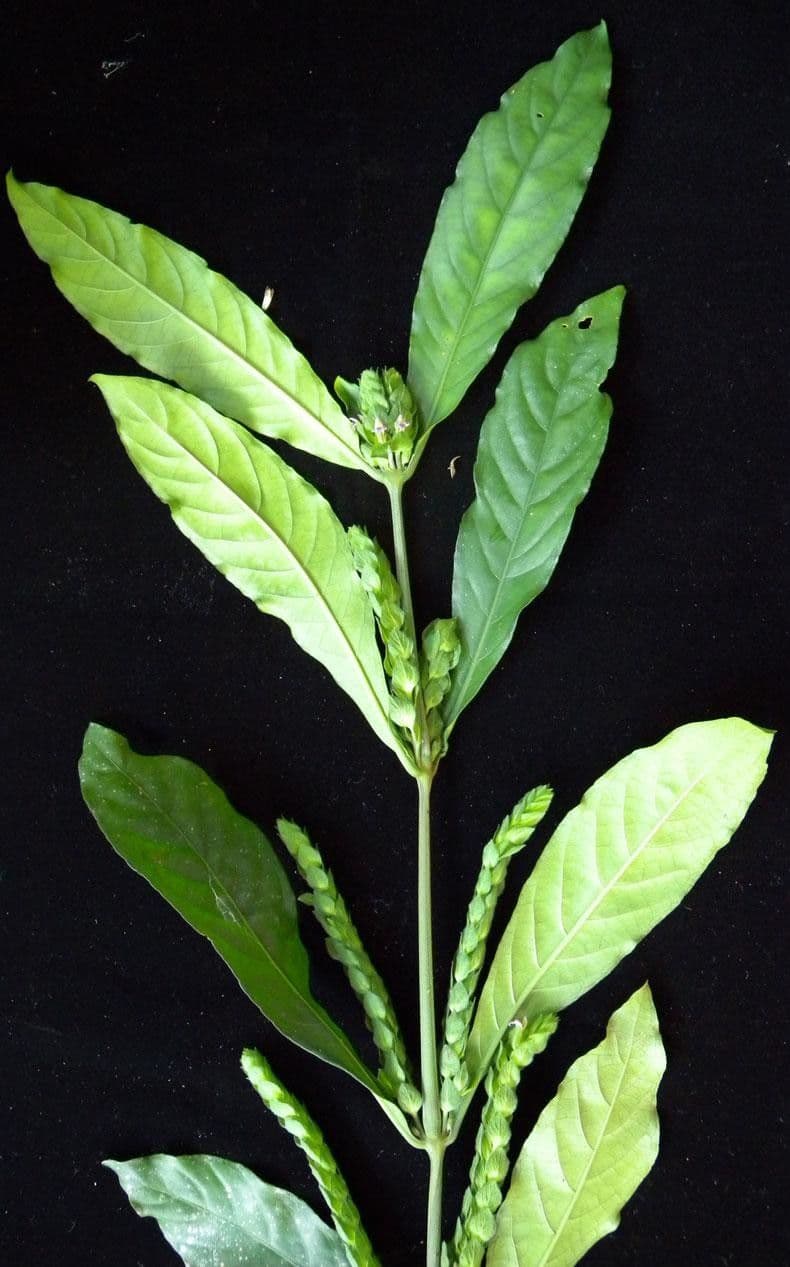 Giustizia 19