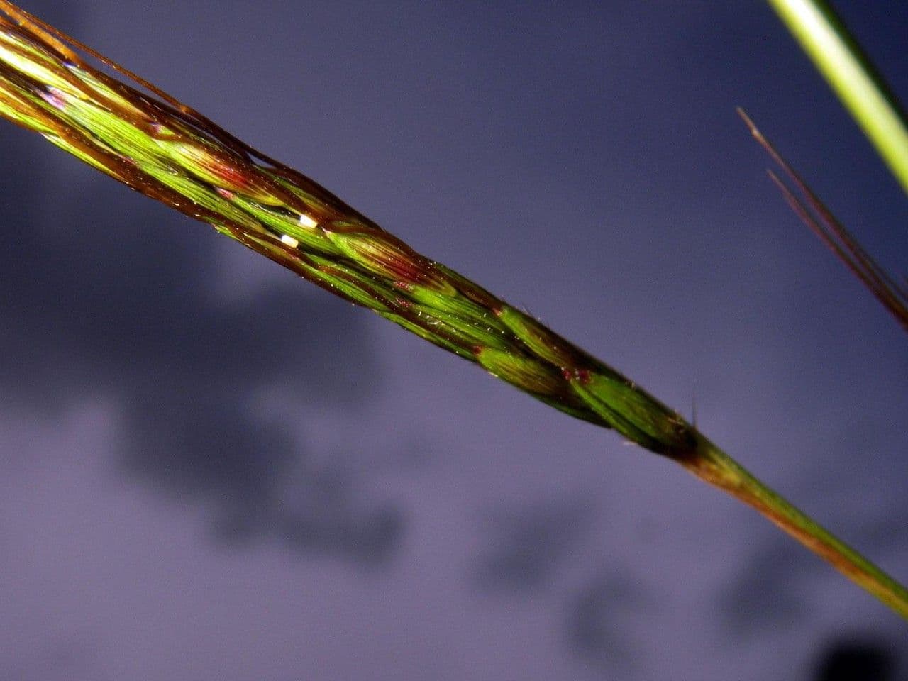 Hyparrhenia rufa 13