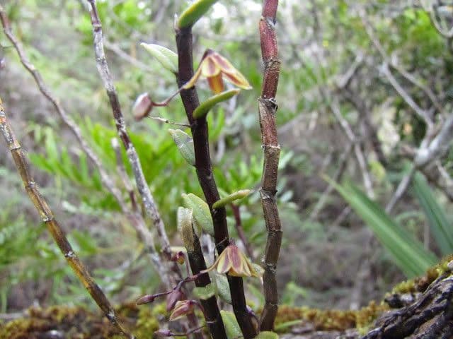 Dendrobium 2