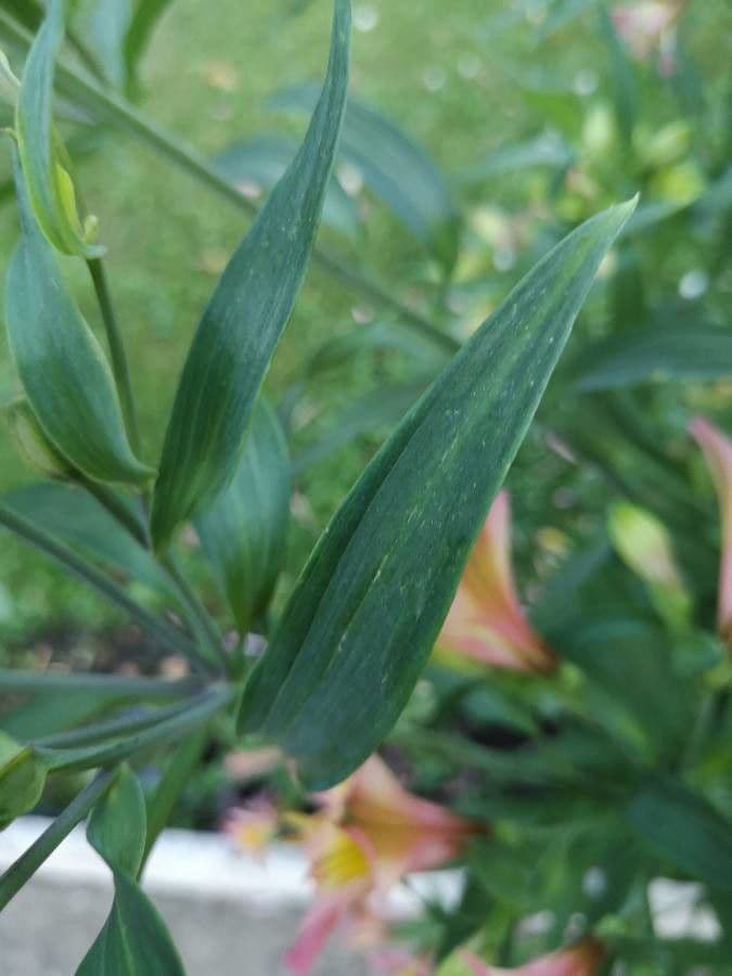 Alstroemeria aurea 18