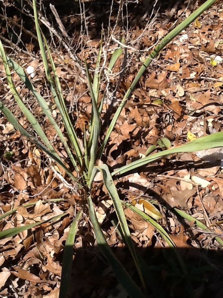 Fels-Yucca 11
