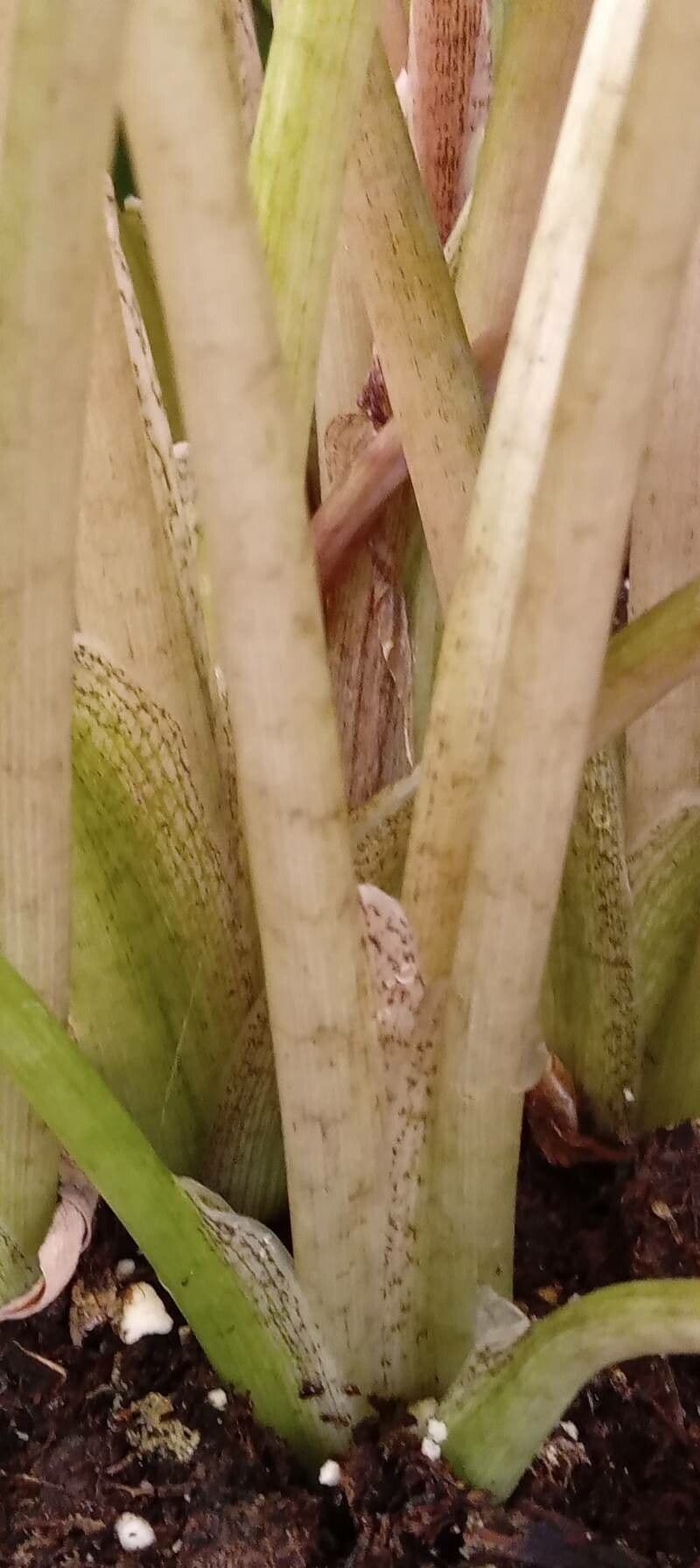 Caladium 25