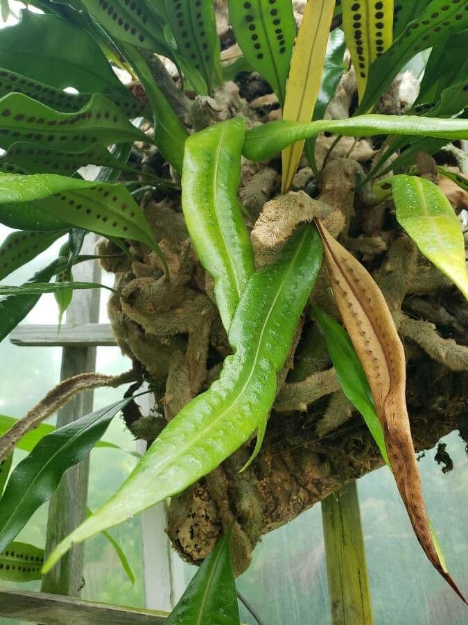 Elaphoglossum 5