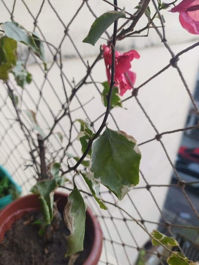 Bougainvillea 7