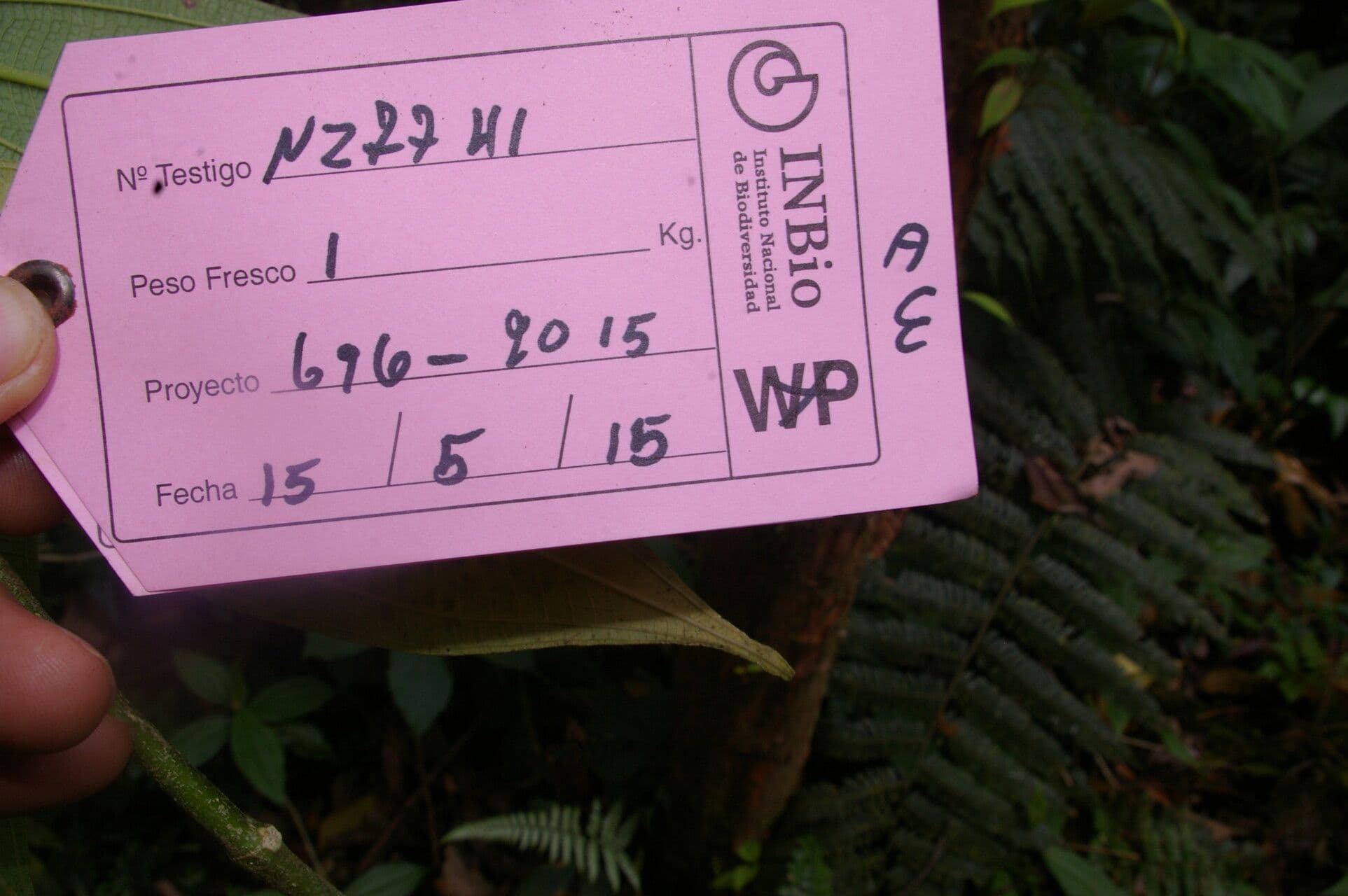 Miconia 7