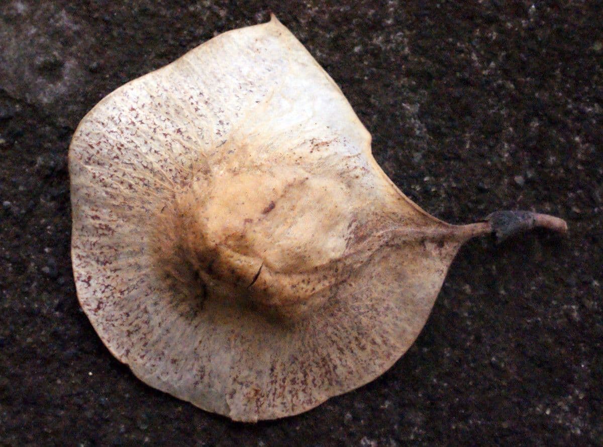 Pterokarpus indický 2