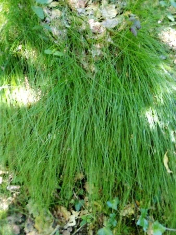 Festuca flavescens 3