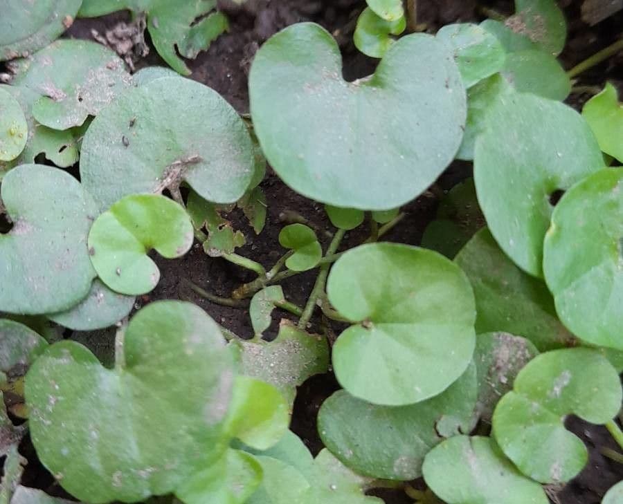Dichondra 3