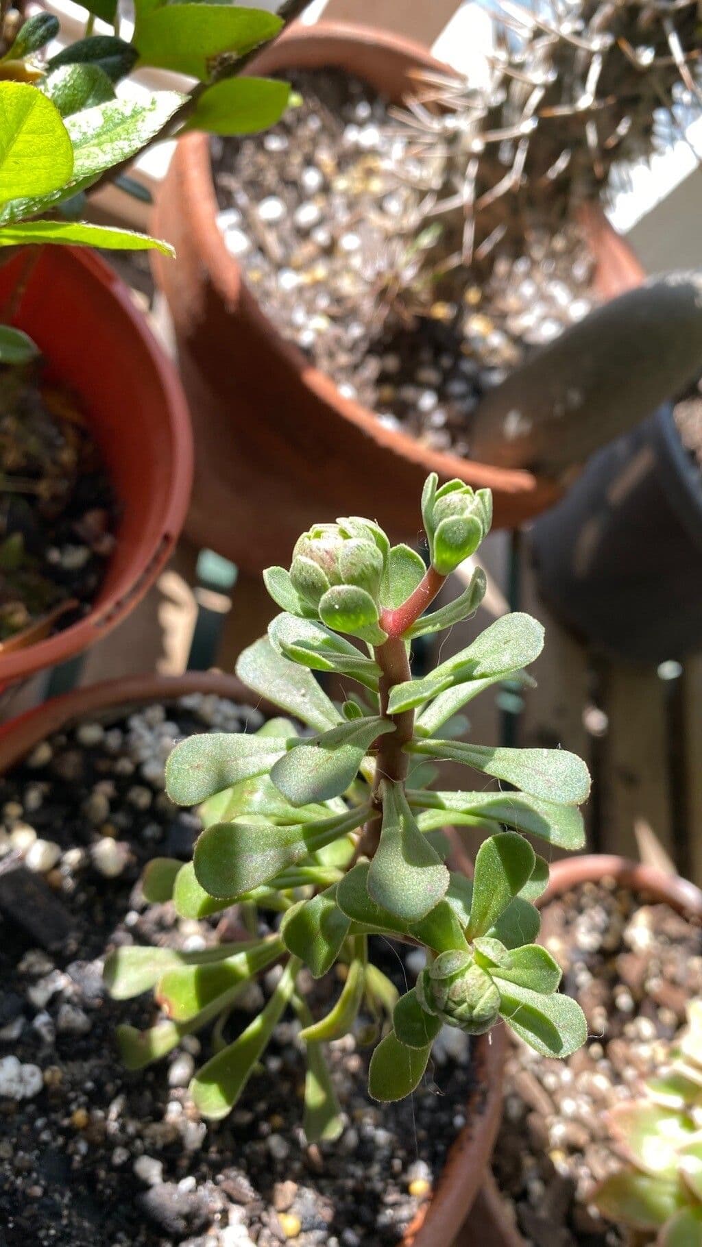 Sempervivum spatulé 11