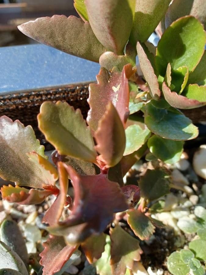 Kalanchoe esagonale 2