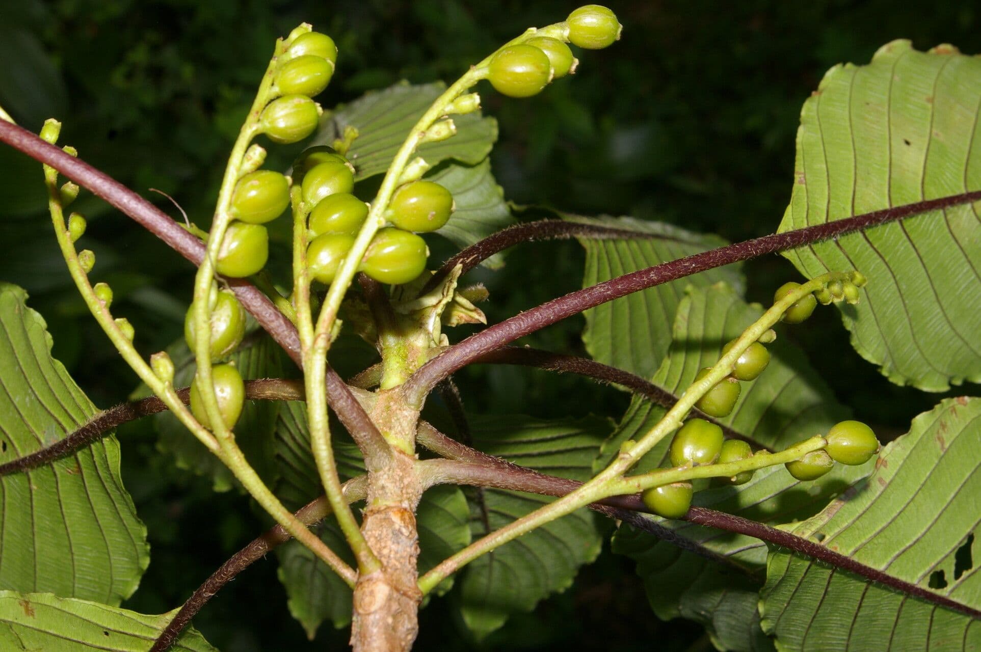 Guettarda 3